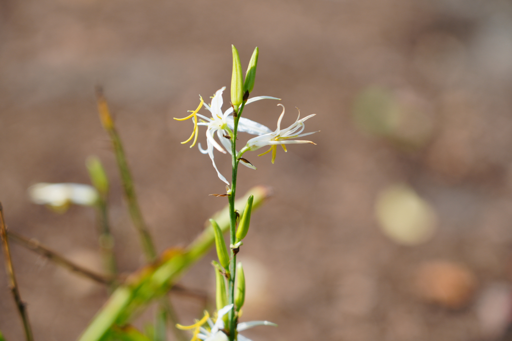 Diuranthera major