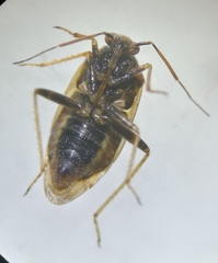 Lygus rugulipennis