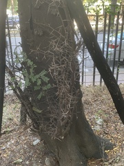 Gleditsia rolfei