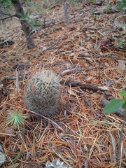 Rapicactus beguinii