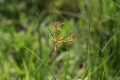 Cyperus sphaerospermus