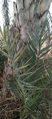 Phoenix dactylifera