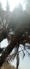 Phoenix dactylifera