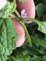 Lamium