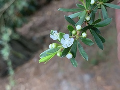 Kunzea leptospermoides