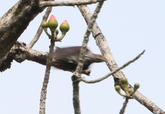 Cinnyricinclus leucogaster