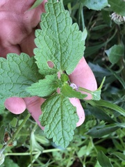 Lamium