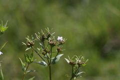 Conostomium natalense