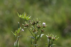 Conostomium natalense