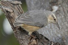 Sylvietta rufescens pallida