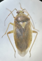 Lygus rugulipennis