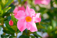 Mandevilla sanderi