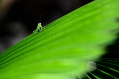 Xenocatantops humilis