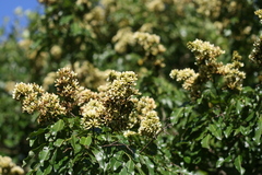 Dalbergia obovata