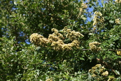 Dalbergia obovata