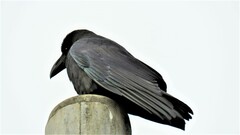 Corvus macrorhynchos japonensis