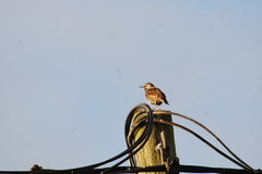 Sturnus vulgaris