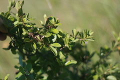 Diospyros lycioides