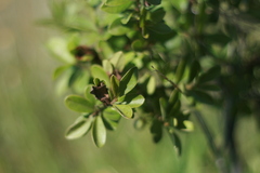 Diospyros lycioides