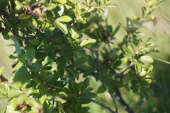 Diospyros lycioides