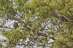 Streptopelia chinensis