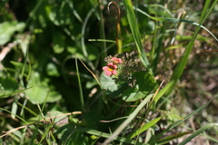 Jamesbrittenia aurantiaca