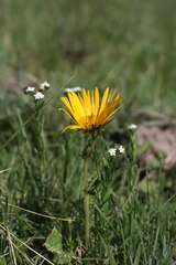 Berkheya speciosa