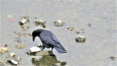 Corvus macrorhynchos japonensis