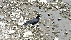 Corvus macrorhynchos japonensis