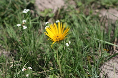 Berkheya speciosa