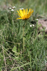 Berkheya speciosa
