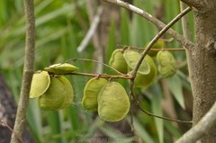 Derris trifoliata