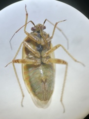 Lygus rugulipennis