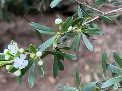 Kunzea leptospermoides