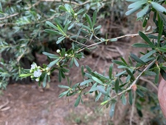 Kunzea leptospermoides