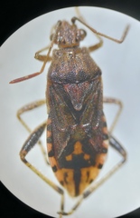 Stictopleurus abutilon