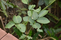 Derris trifoliata