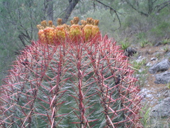 Ferocactus pilosus