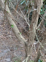 Kunzea leptospermoides