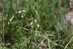 Manulea buchneroides