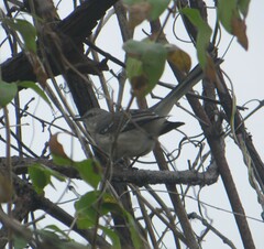 Mimus polyglottos
