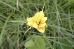 Cyperus sphaerocephalus