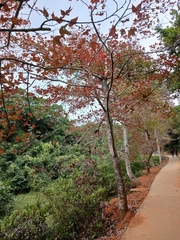 Liquidambar formosana