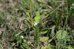 Manulea buchneroides