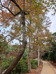 Liquidambar formosana