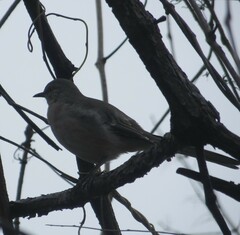 Mimus polyglottos