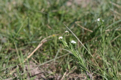 Manulea buchneroides