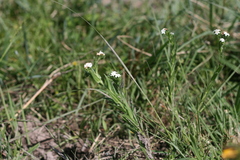 Manulea buchneroides