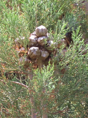 Widdringtonia nodiflora