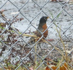 Turdus migratorius